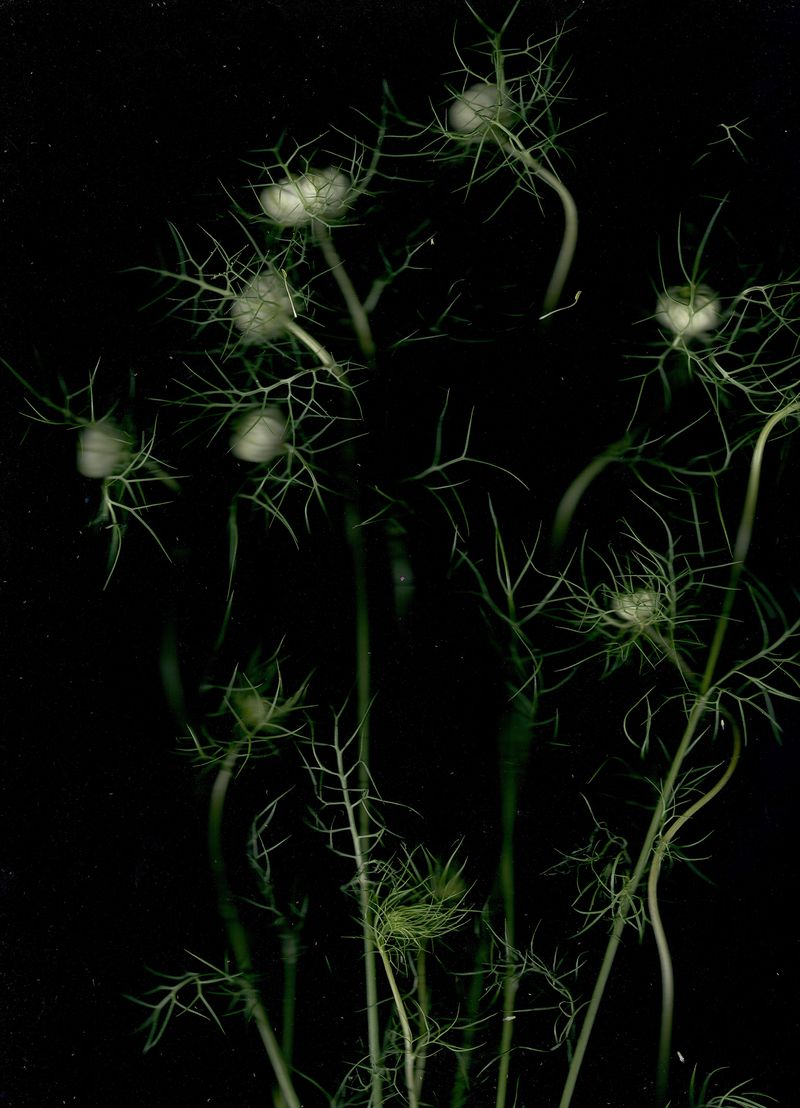 © Pandora Graessl - Image from the Strange(r) Paradise photography project