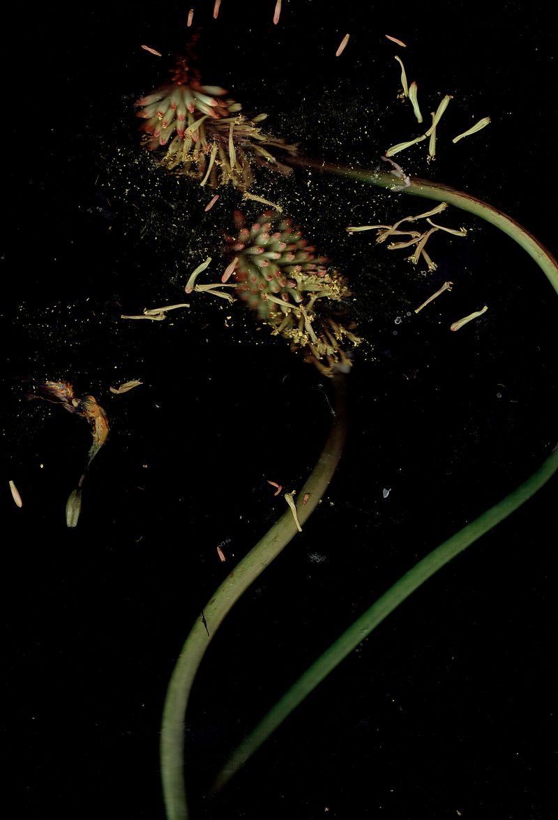 © Pandora Graessl - Image from the Strange(r) Paradise photography project