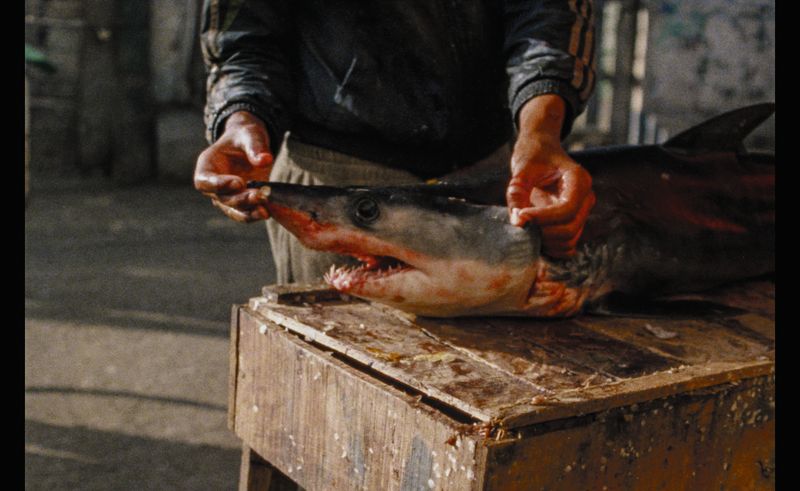 The Momentum of the Moment in Loose Fish