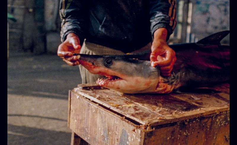 The Momentum of the Moment in Loose Fish