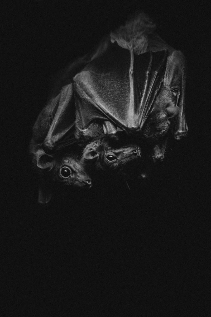 © Alejandra Vacuii - Image from the La Mala Fortuna photography project