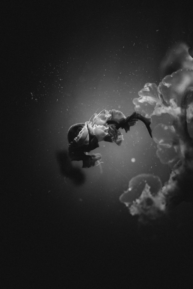 © Alejandra Vacuii - Image from the La Mala Fortuna photography project