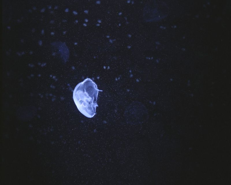 © Wenxin Zhang - Image from the Five Nights, Aquarium photography project