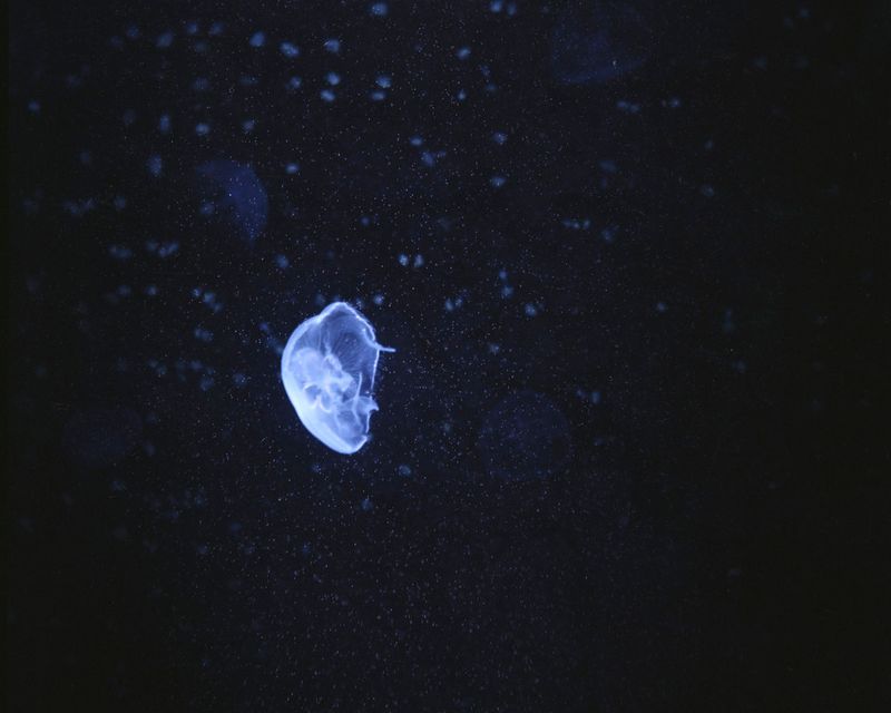 © Wenxin Zhang - Image from the Five Nights, Aquarium photography project