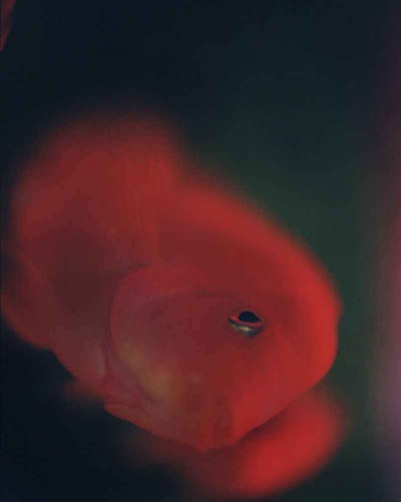 © Wenxin Zhang - Image from the Five Nights, Aquarium photography project