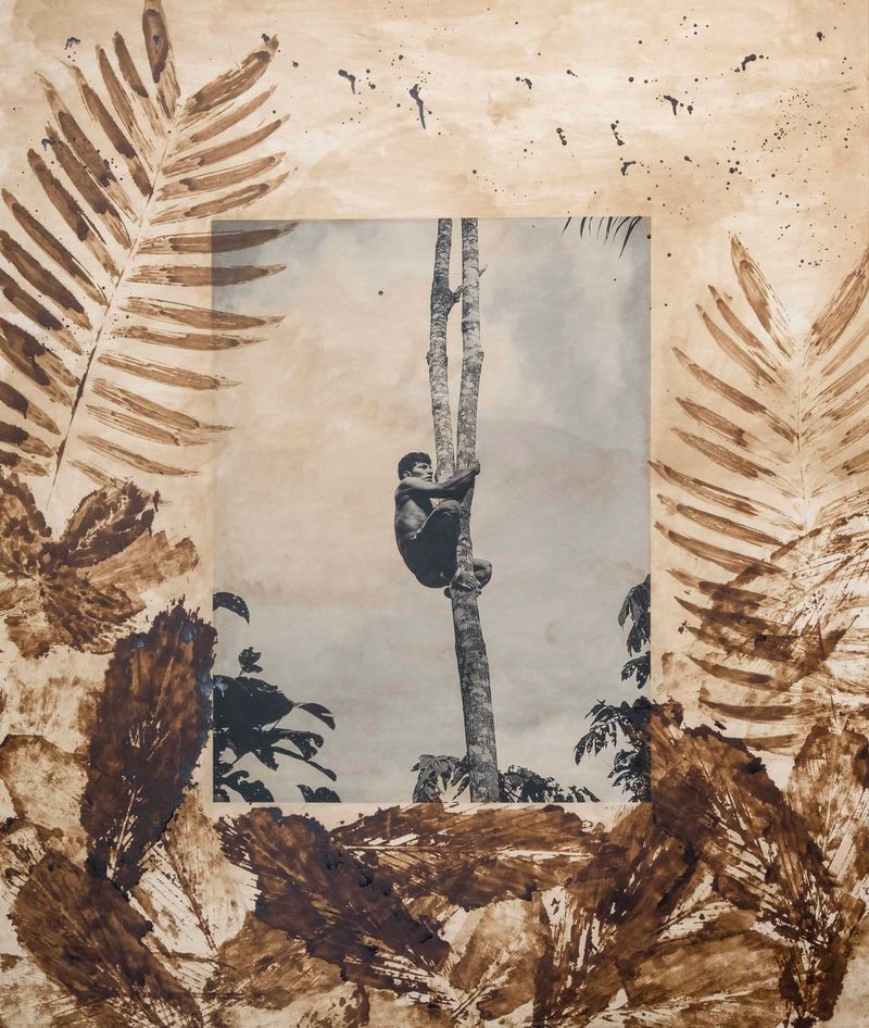 © Felipe Jacome - A young Waorani man climbs up a tree to pick chontaduro palm fruits.