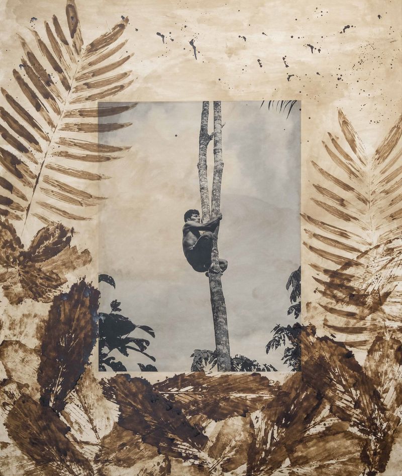 © Felipe Jacome - A young Waorani man climbs up a tree to pick chontaduro palm fruits.
