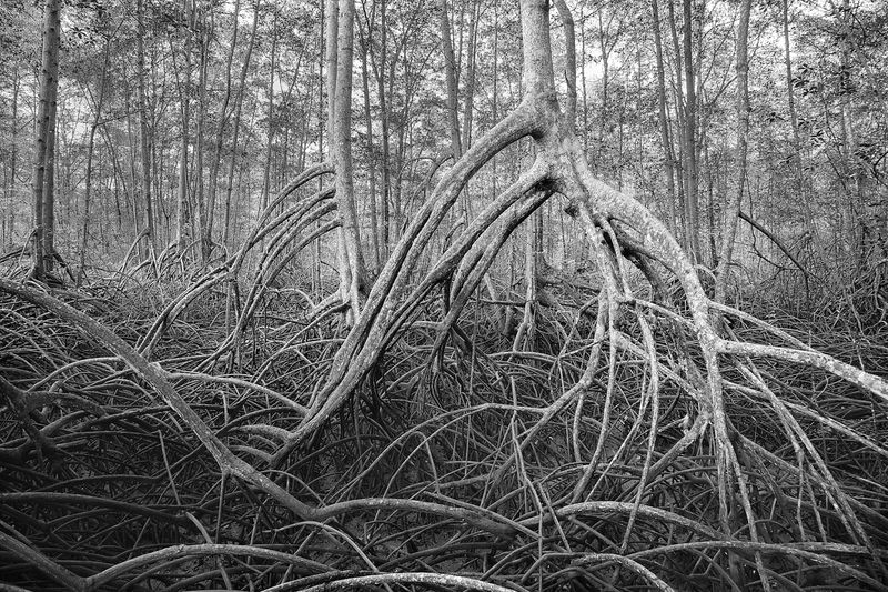 © Felipe Jacome - Image from the Lord of the mangrove photography project