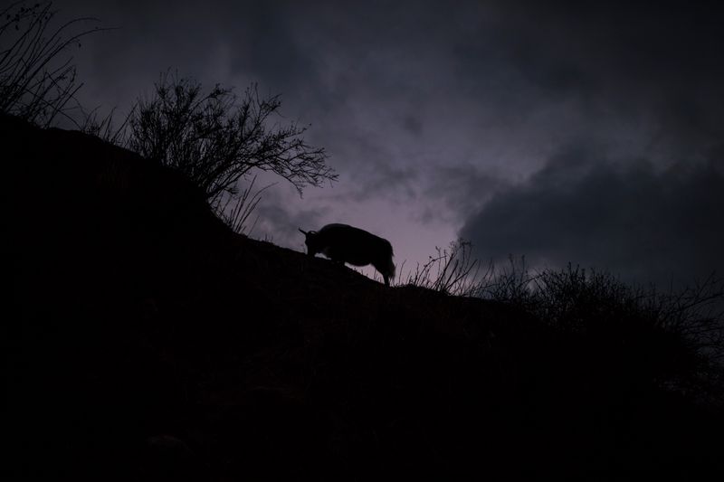 © Heidi Wentworth-Ping - Image from the Rangzen photography project