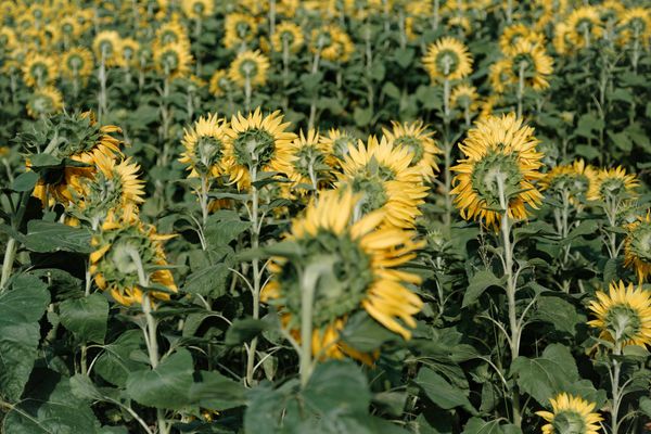 © Kenta Nakamura - Sunflowers (2013)