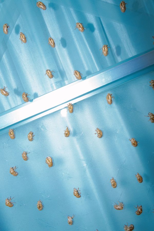 © Kenta Nakamura - Image from the Offerings photography project