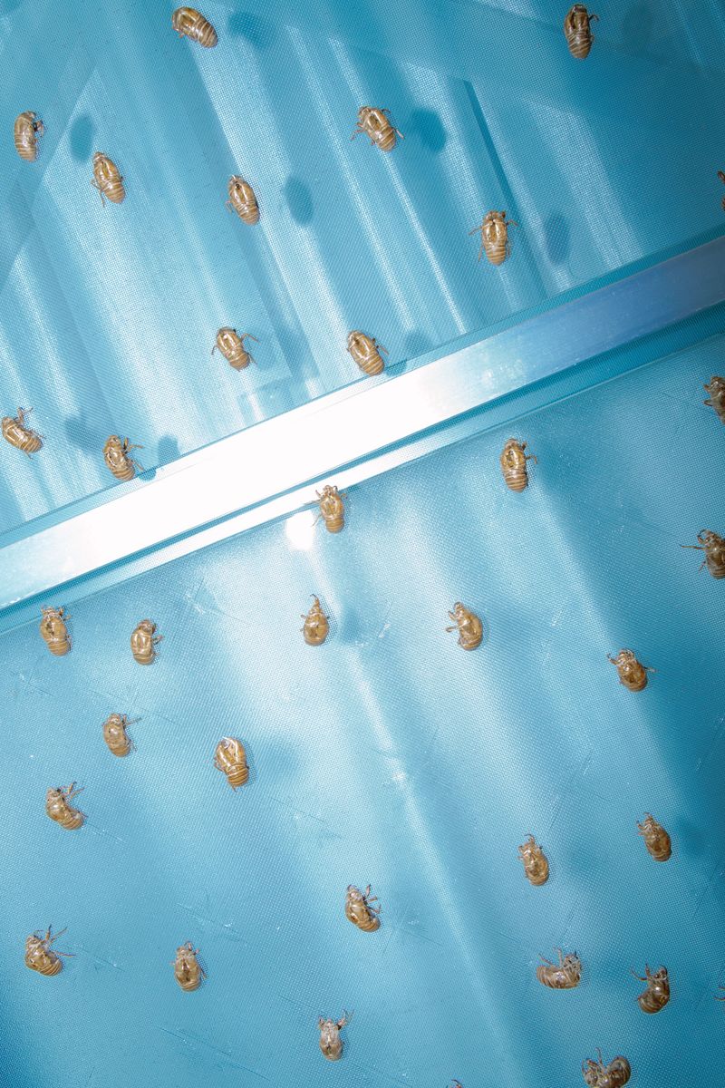 © Kenta Nakamura - Image from the Offerings photography project