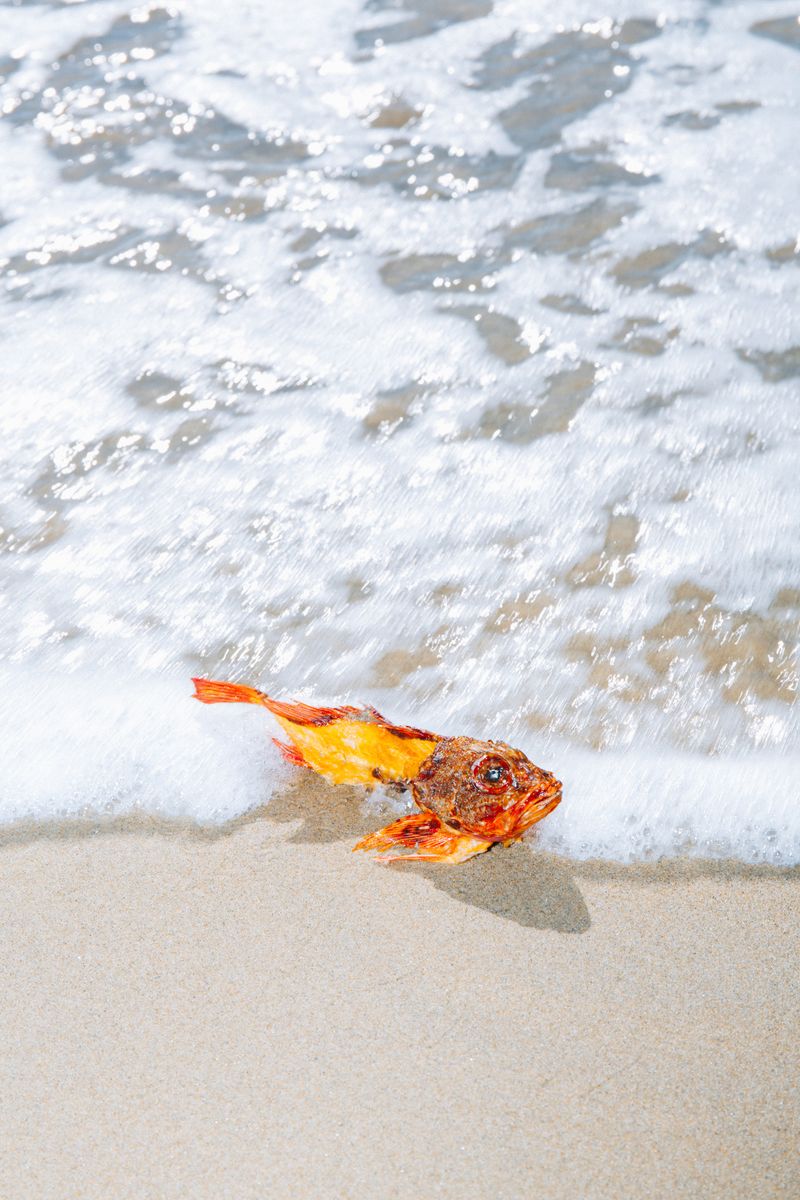 © Kenta Nakamura - Image from the Offerings photography project