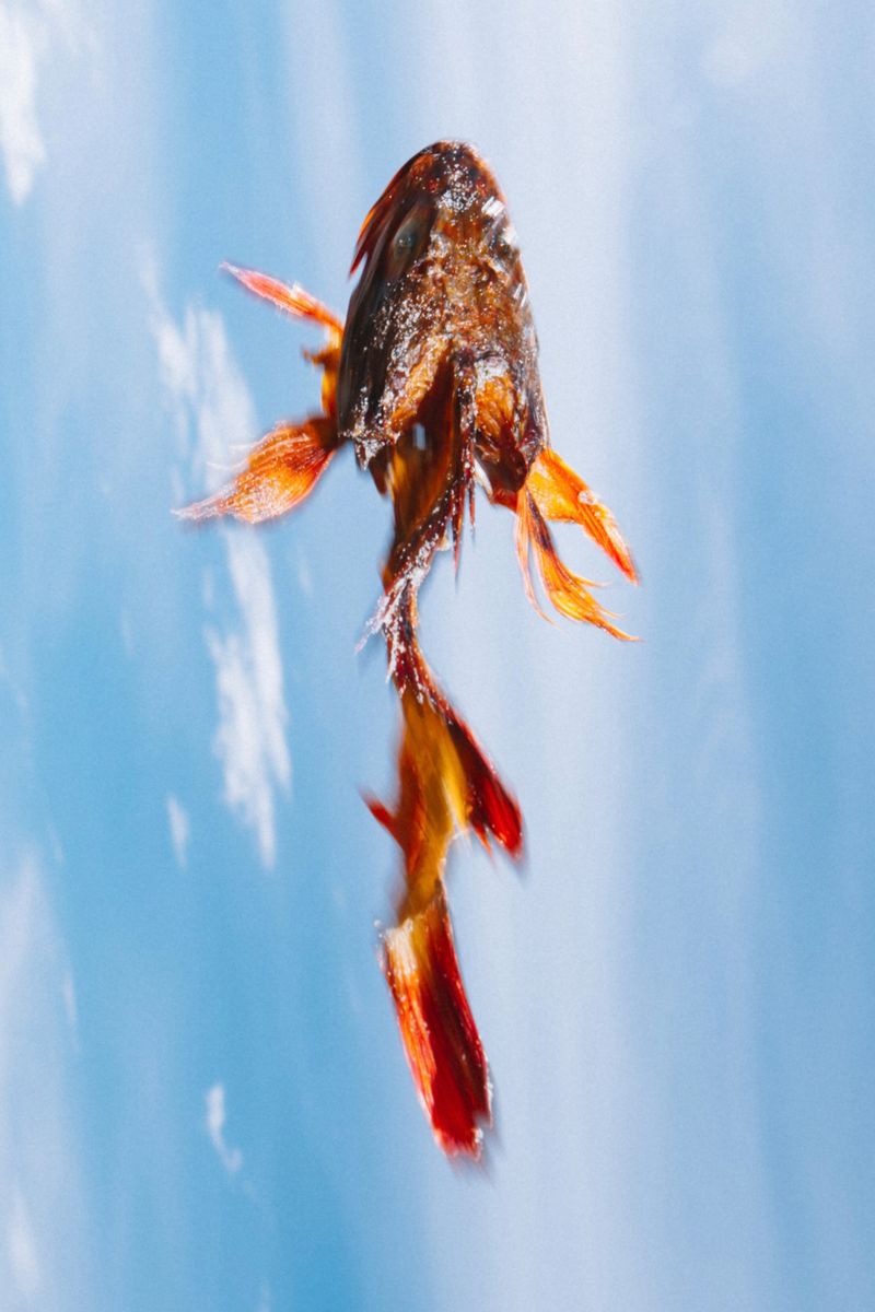 © Kenta Nakamura - Dried fish prepared by a French chef I know.