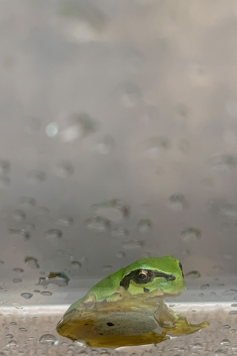 © Kenta Nakamura - A frog.