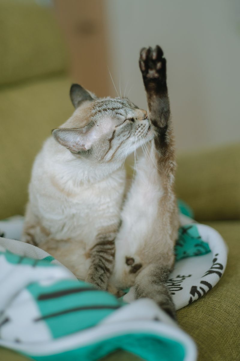 © Kenta Nakamura - My cat.