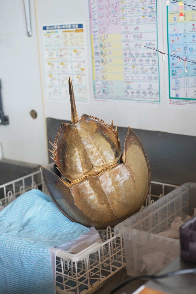 © Kenta Nakamura - Image from the Re: Release into the galaxy photography project