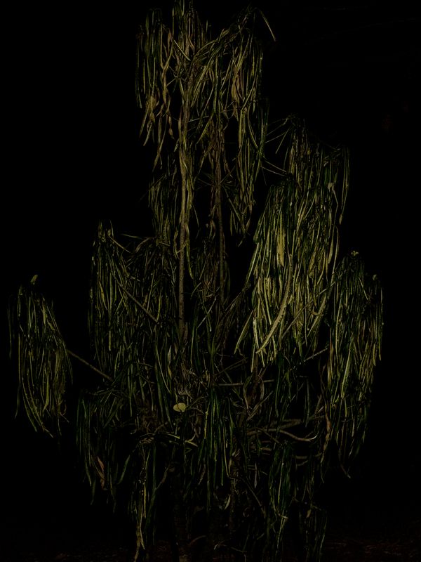 © Yurian Quintanas Nobel - Image from the A Smiling Man and a hidden snake photography project