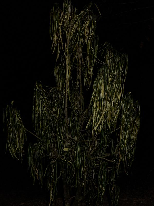 © Yurian Quintanas Nobel - Image from the A Smiling Man and a hidden snake photography project