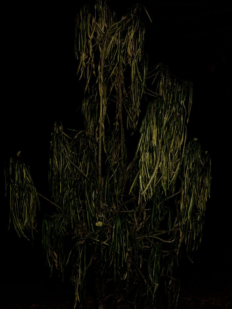 © Yurian Quintanas Nobel - Image from the A Smiling Man and a hidden snake photography project