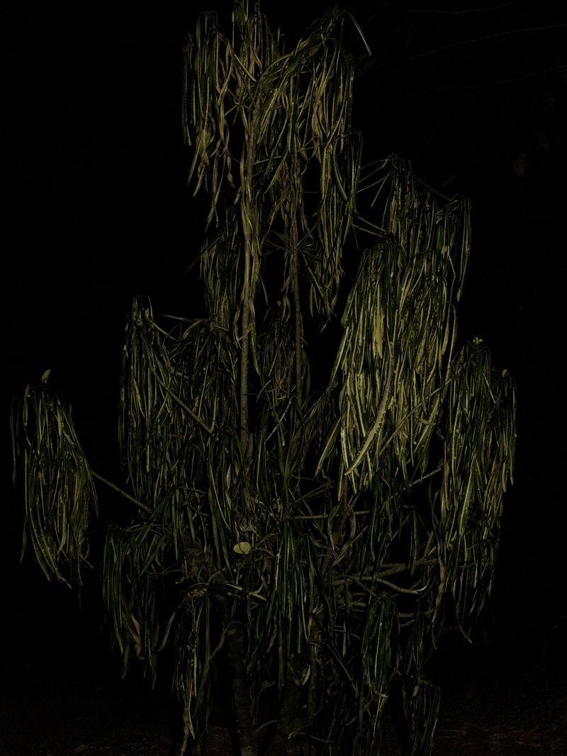 © Yurian Quintanas Nobel - Image from the A Smiling Man and a hidden snake photography project
