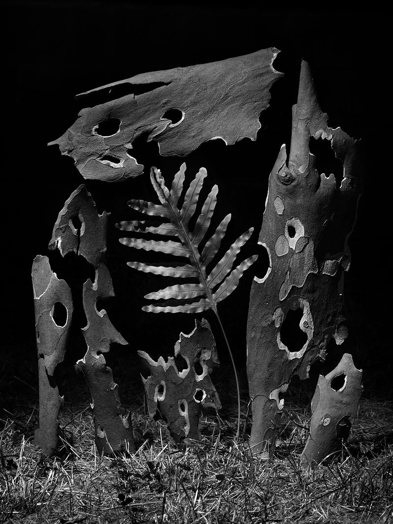 © Yurian Quintanas Nobel - Image from the The Ignorant Gardener photography project