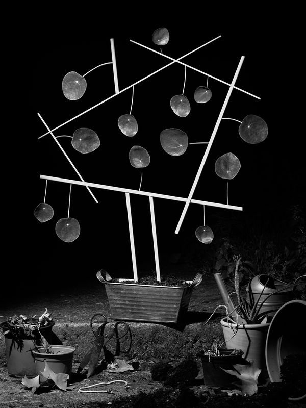 © Yurian Quintanas Nobel - Image from the The Ignorant Gardener photography project