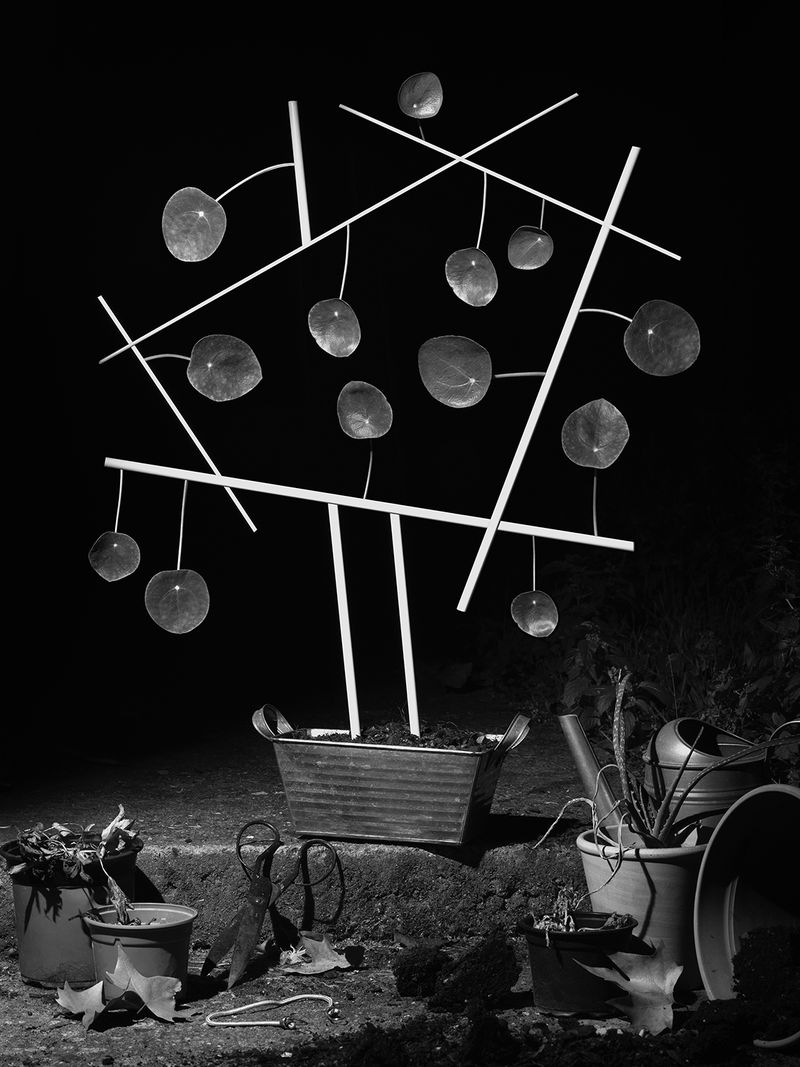 © Yurian Quintanas Nobel - Image from the The Ignorant Gardener photography project