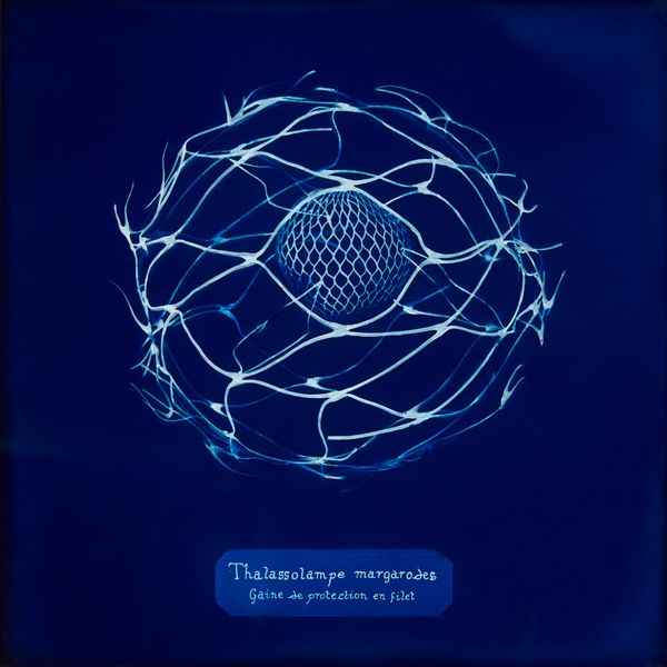© Manon Lanjouère - protective mesh sleeve. cyanotype on glass and fluo vinyl emulsion, 20x20cm