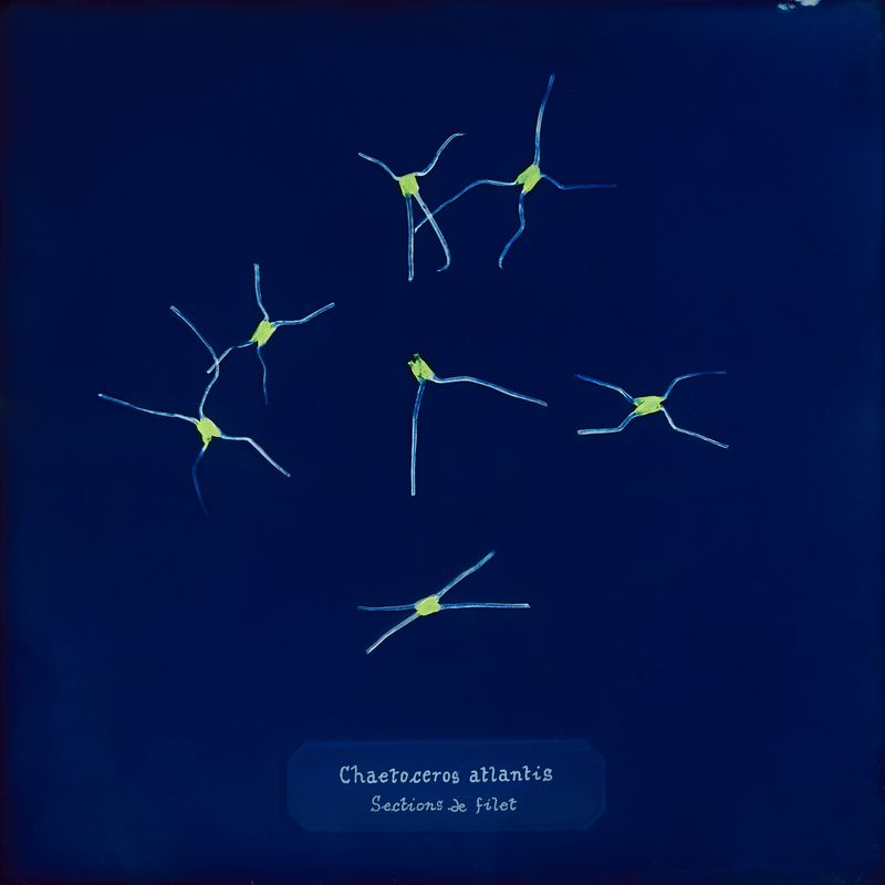 © Manon Lanjouère - net section. cyanotype on glass and fluo vinyl emulsion, 20x20cm