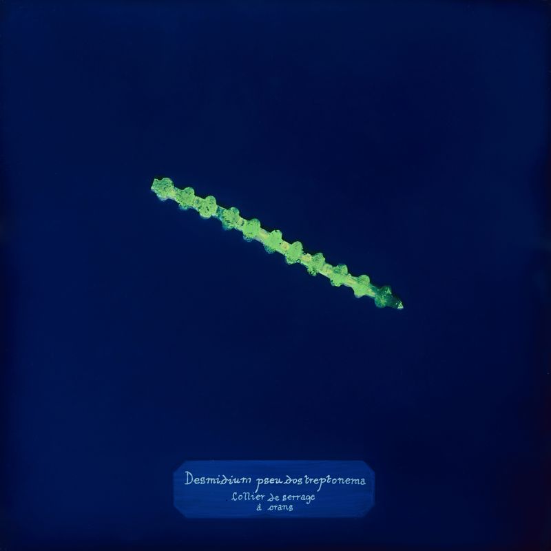 © Manon Lanjouère - Desmidium pseudostreptonema, Clamping collar, Cyanotype on glass and fluorescent vynil emulsion, 20x20 cm