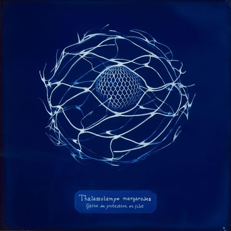 © Manon Lanjouère - Thalassolampe margarodes, Protection mesh sheath, Cyanotype on glass and fluorescent vynil emulsion, 20x20 cm