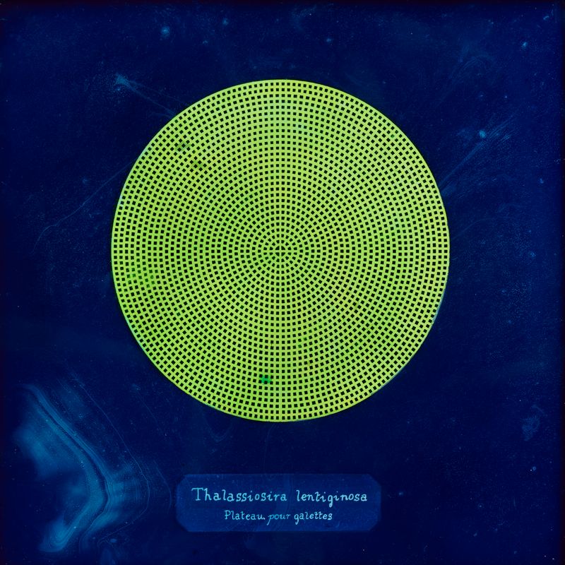 © Manon Lanjouère - Thalassiosira lentiginosa, Crepe platter, Cyanotype on glass and fluorescent vynil emulsion, 20x20 cm
