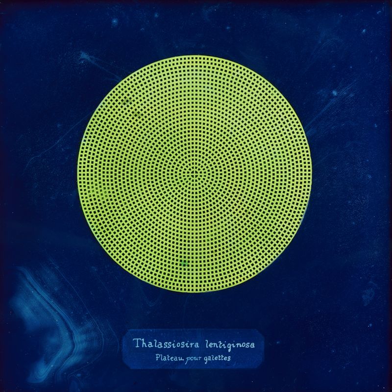 © Manon Lanjouère - Thalassiosira lentiginosa, Crepe platter, Cyanotype on glass and fluorescent vynil emulsion, 20x20 cm