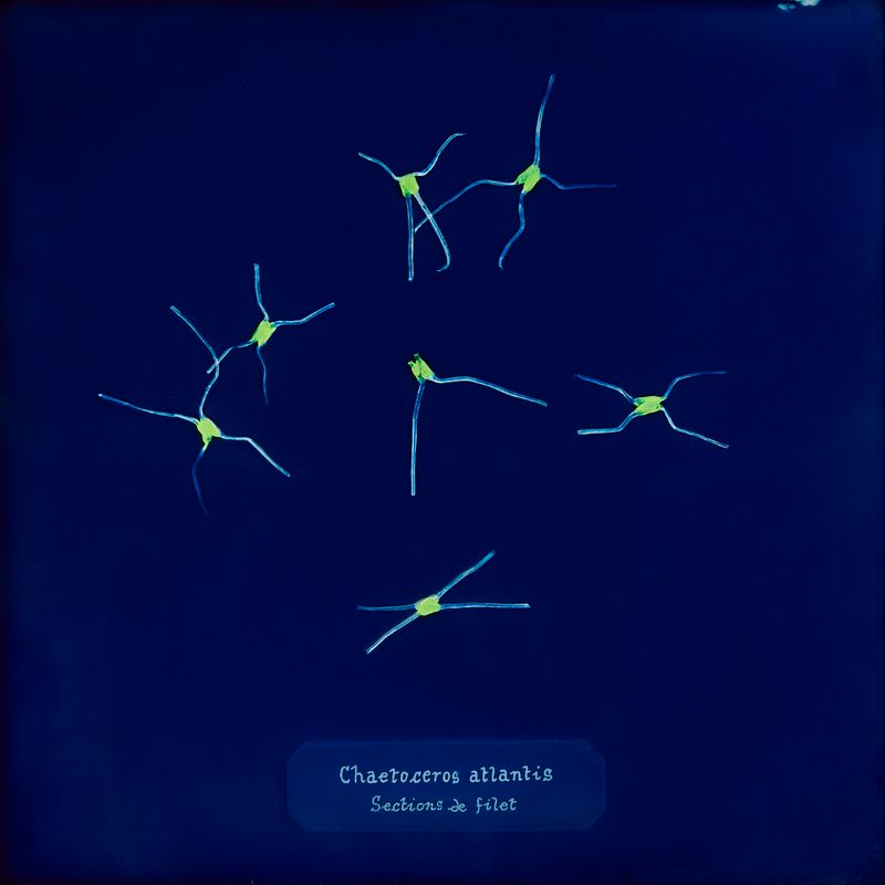 © Manon Lanjouère - Chaetoceros atlantis, Net sections, Cyanotype on glass and fluorescent vynil emulsion, 20x20 cm