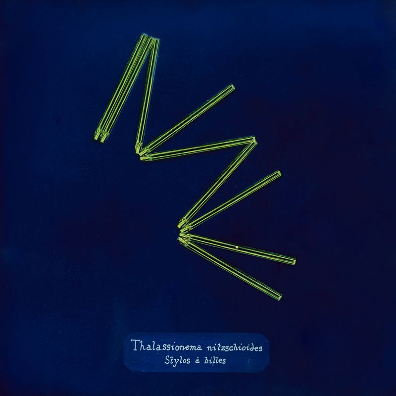 © Manon Lanjouère - Thalassionema nitzschioides, Ball-point pen, Cyanotype on glass and fluorescent vynil emulsion, 20x20 cm