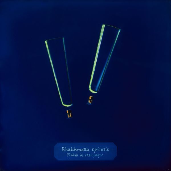 © Manon Lanjouère - Rhabdonella spiralis, Champagne flute, Cyanotype on glass and fluorescent vynil emulsion, 20x20 cm