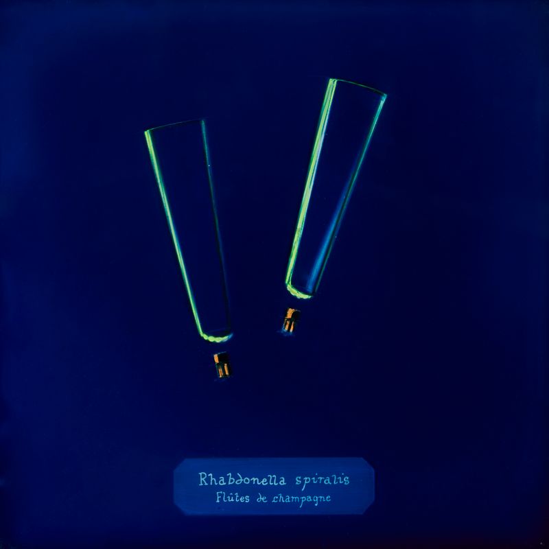 © Manon Lanjouère - Rhabdonella spiralis, Champagne flute, Cyanotype on glass and fluorescent vynil emulsion, 20x20 cm