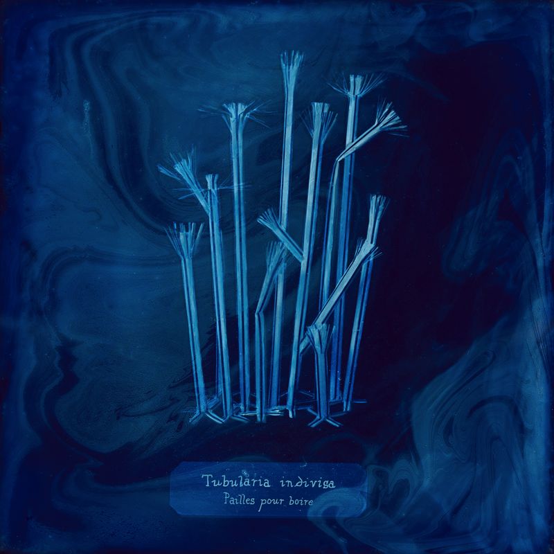 © Manon Lanjouère - Tubularia indivisa, Drinking straws, Cyanotype on glass and fluorescent vynil emulsion, 20x20 cm
