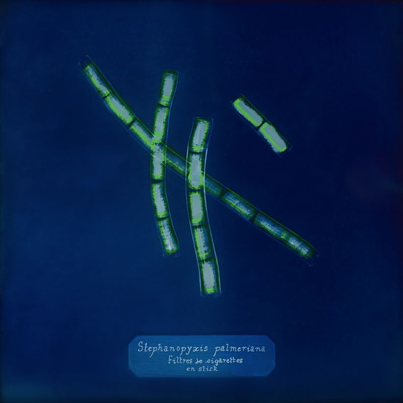 © Manon Lanjouère - Stephanopyxis palmeriana, Cigarette filters in sticks, Cyanotype on glass and fluorescent vynil emulsion, 20x20 cm