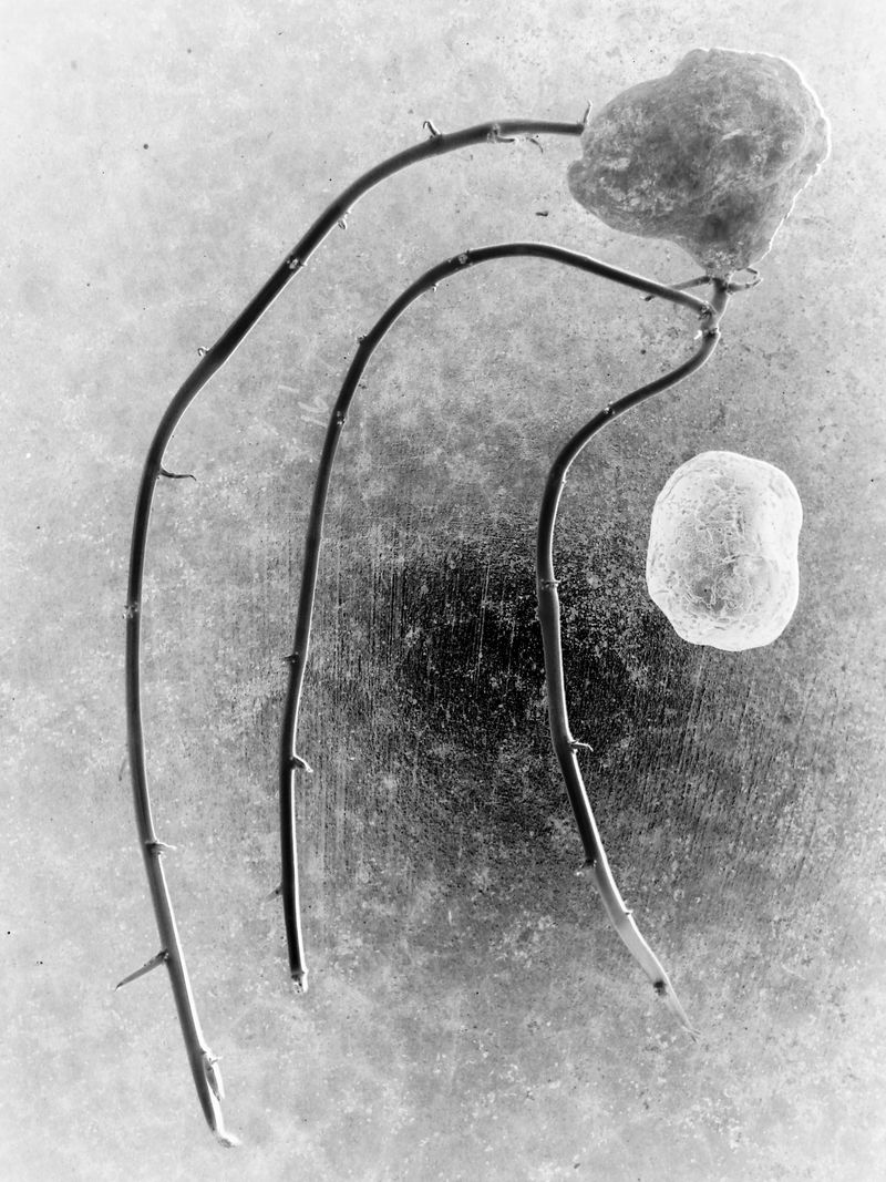 © Ana Nuñez Rodriguez - Roots