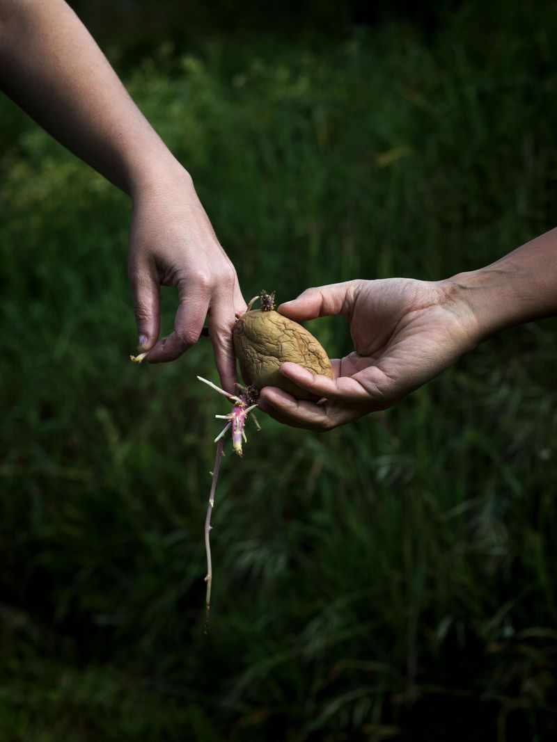 © Ana Nuñez Rodriguez - Devil root
