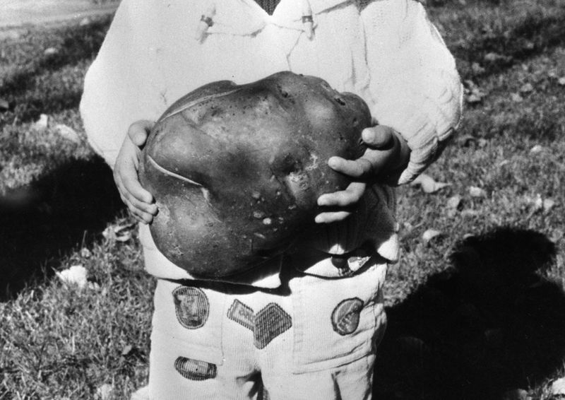 © Ana Nuñez Rodriguez - When you say potato the response is often and autobiography