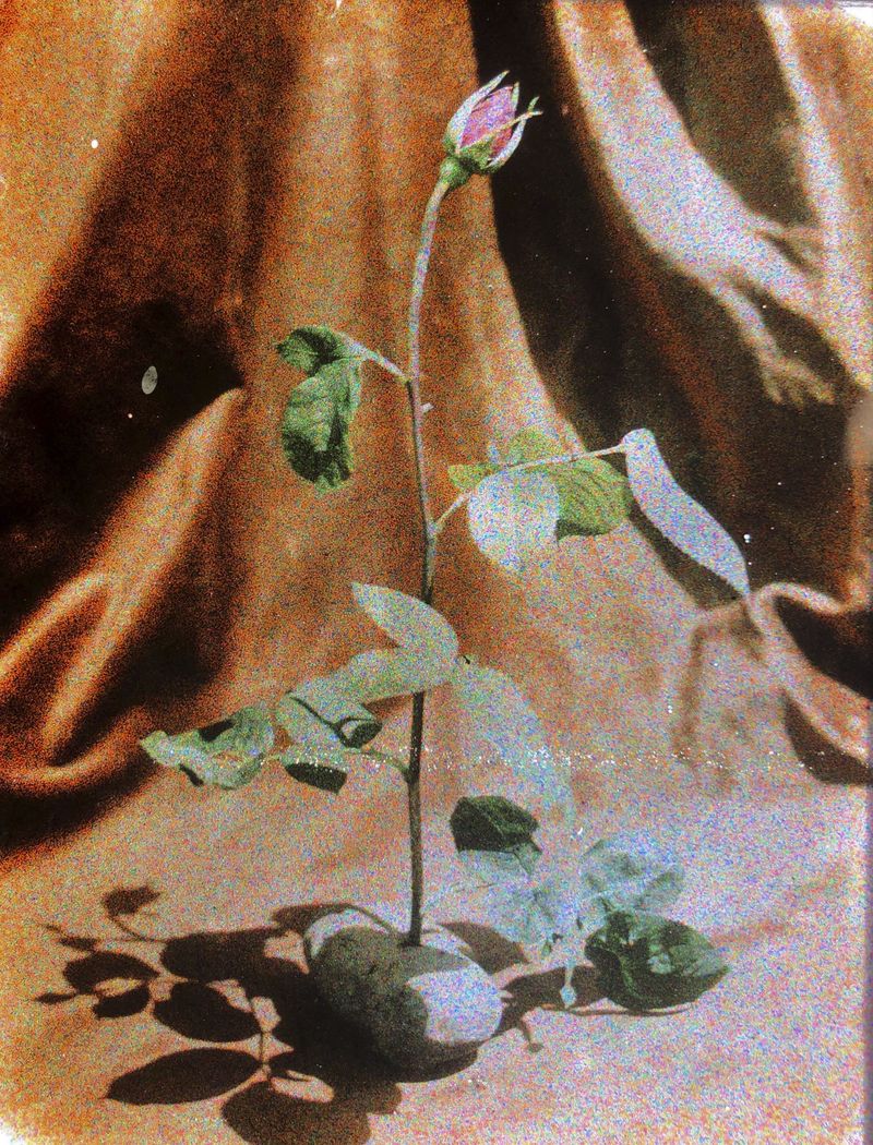 © Ana Nuñez Rodriguez - Autochrome