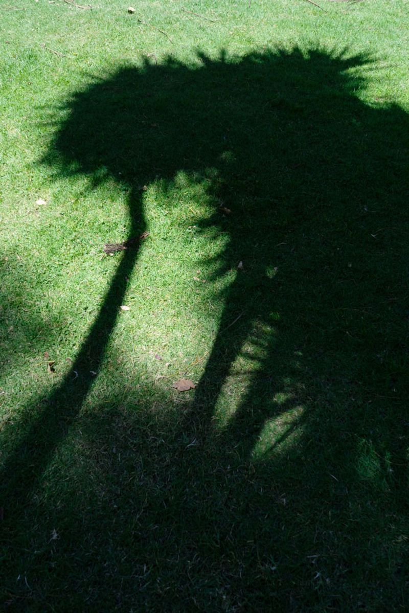 © Ana Nuñez Rodriguez - Image from the About tangerines and avocados photography project