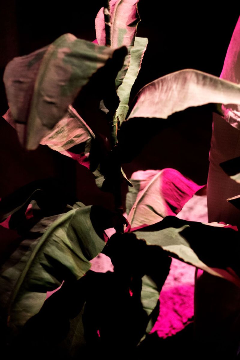 © Ana Nuñez Rodriguez - Image from the About tangerines and avocados photography project