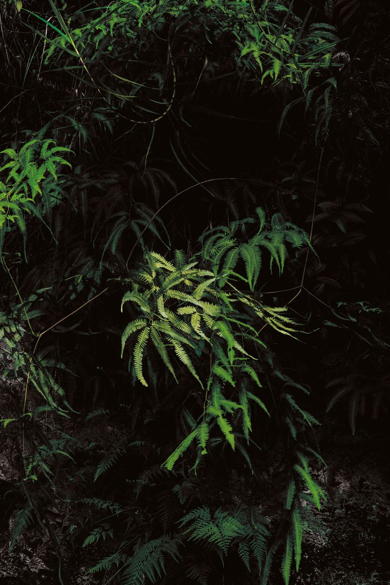 © Ana Nuñez Rodriguez - Image from the Flower Rock photography project