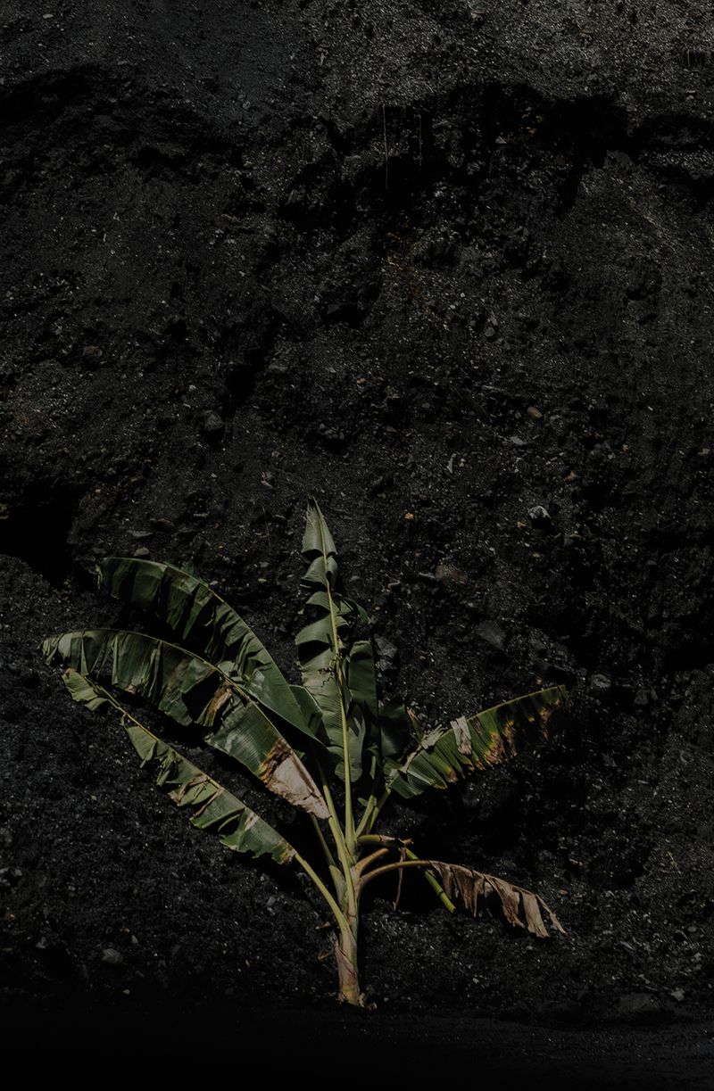 © Ana Nuñez Rodriguez - Image from the Flower Rock photography project