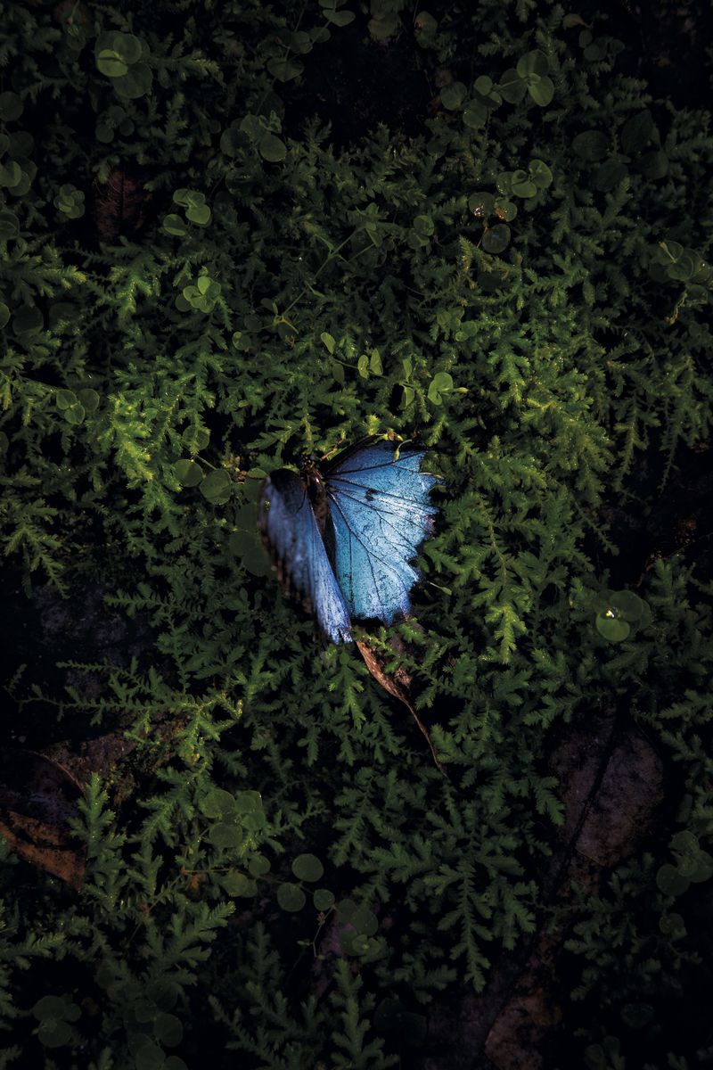 © Ana Nuñez Rodriguez - Image from the Flower Rock photography project