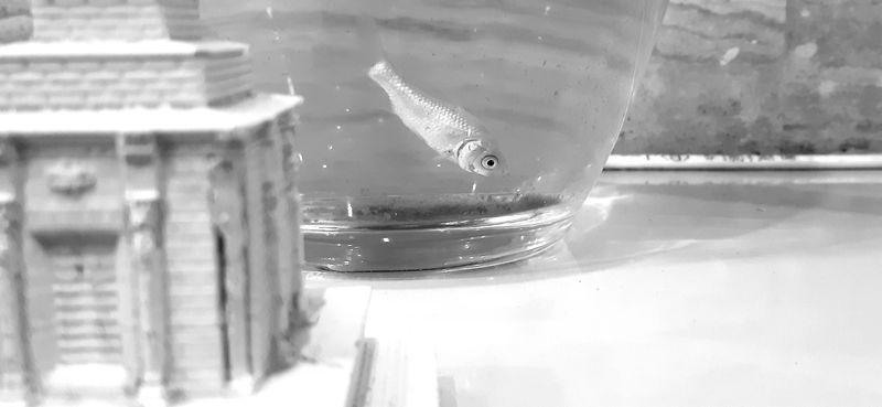 © caliveh - Image from the FISH photography project